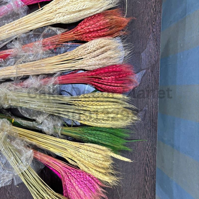 DRY WHEAT GRASS